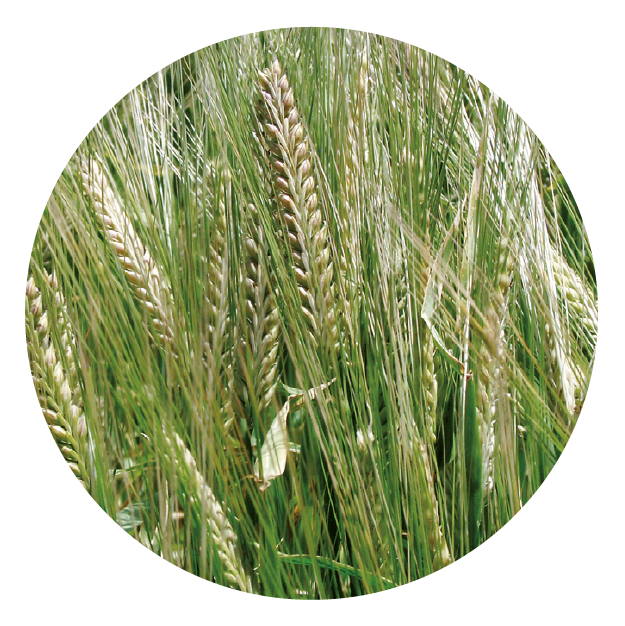 IMG_DE CADA FICHA_Mesa de trabajo 1 copia 10