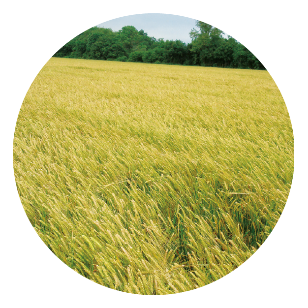 IMG_DE CADA FICHA_Mesa de trabajo 1 copia 12