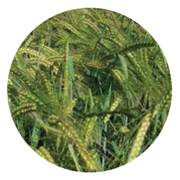 IMG_DE CADA FICHA_Mesa de trabajo 1 copia 13