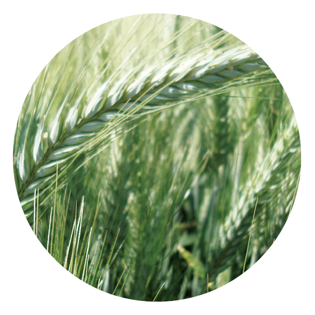 IMG_DE CADA FICHA_Mesa de trabajo 1 copia 14