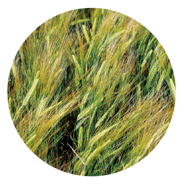 IMG_DE CADA FICHA_Mesa de trabajo 1 copia 15