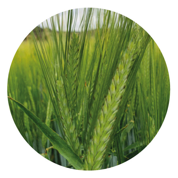 IMG_DE CADA FICHA_Mesa de trabajo 1 copia 16