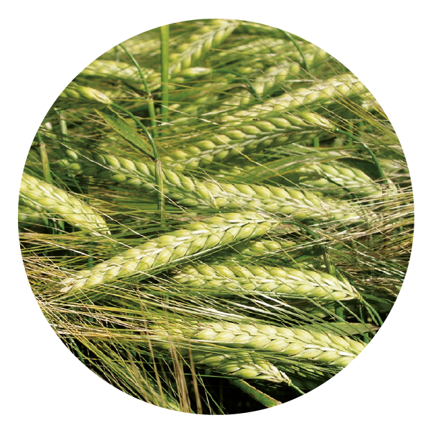 IMG_DE CADA FICHA_Mesa de trabajo 1 copia 17