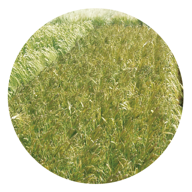 IMG_DE CADA FICHA_Mesa de trabajo 1 copia 19