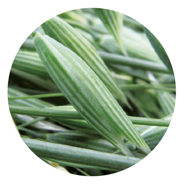 IMG_DE CADA FICHA_Mesa de trabajo 1 copia 21