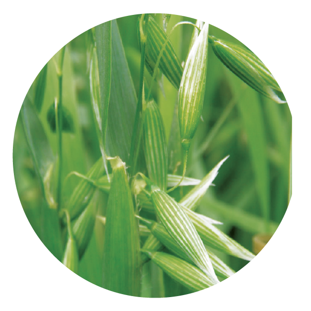 IMG_DE CADA FICHA_Mesa de trabajo 1 copia 22