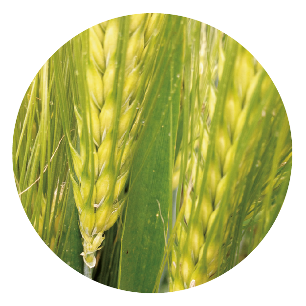 IMG_DE CADA FICHA_Mesa de trabajo 1 copia 23