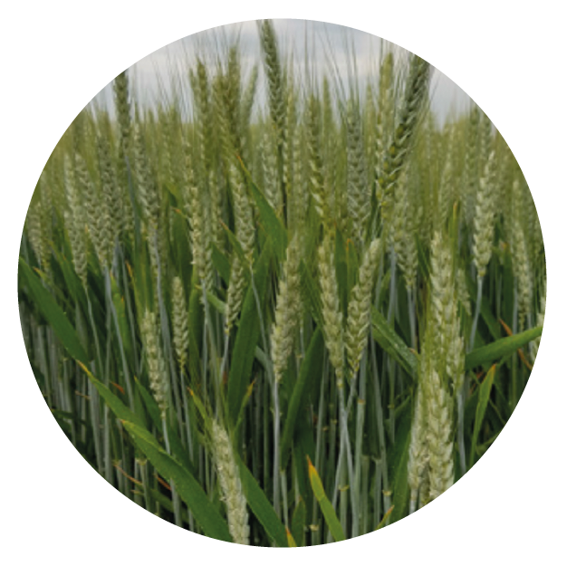 IMG_DE CADA FICHA_Mesa de trabajo 1 copia 24