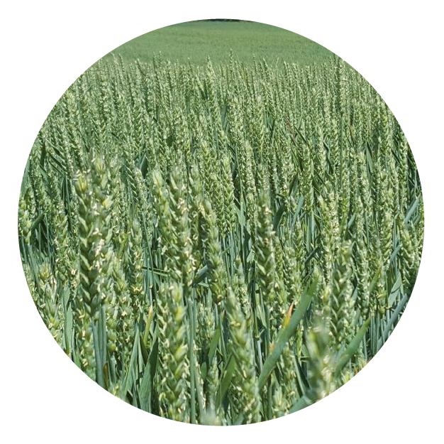 IMG_DE CADA FICHA_Mesa de trabajo 1 copia 3