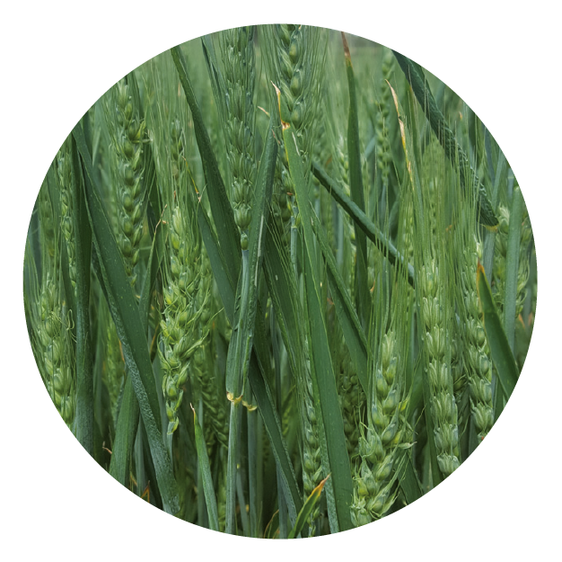 IMG_DE CADA FICHA_Mesa de trabajo 1 copia 4