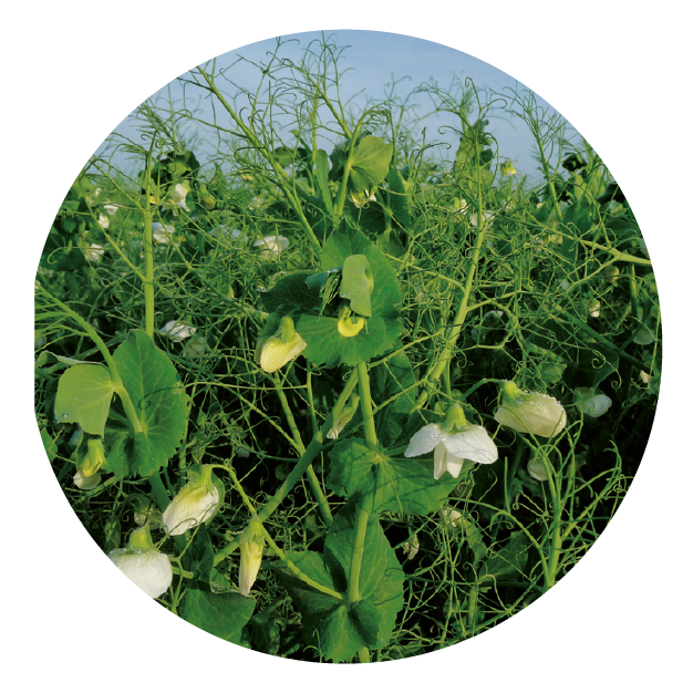 IMG_DE CADA FICHA_Mesa de trabajo 1 copia 6