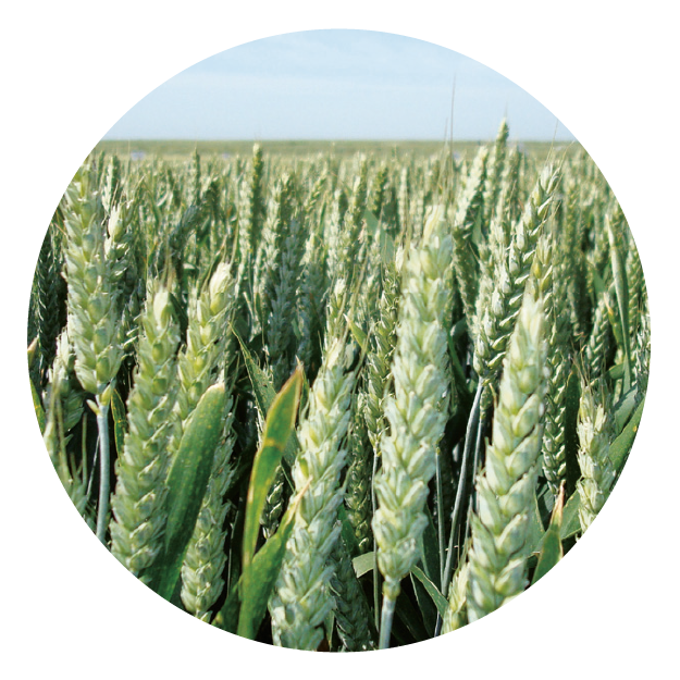 IMG_DE CADA FICHA_Mesa de trabajo 1